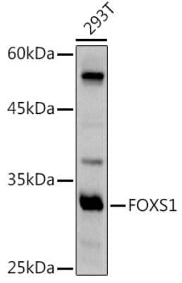 Western Blot: FOXS1 AntibodyAzide and BSA Free [NBP3-04530]